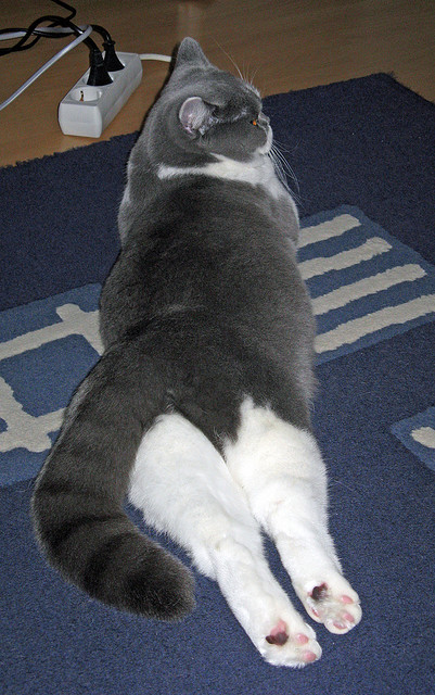 浙江雄狮主力球员伤愈复出状态回暖，浙江雄狮烟现在还卖吗