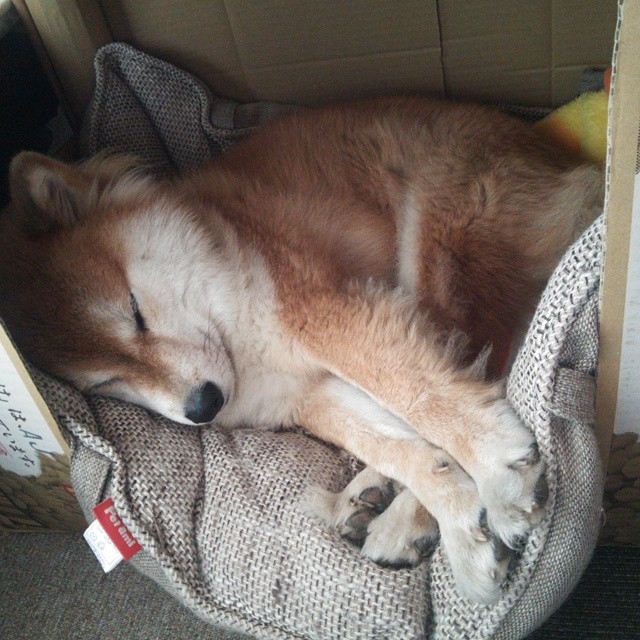 王哲林内线统治力助上海队强势逆袭，王哲林来上海