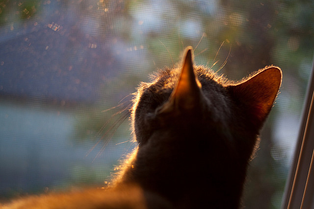 职业联赛球票销售机制缺乏创新